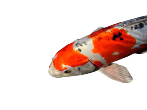 Koi